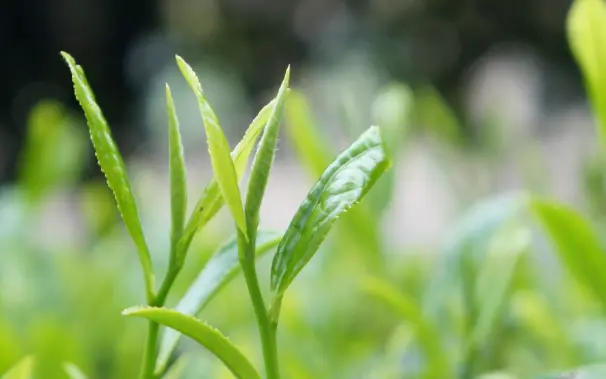 茶叶等级怎么分_特级一级二级_差别到底在哪里——别再花冤枉钱买错茶